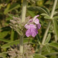 Anisomeles malabarica (L.) R.Br.